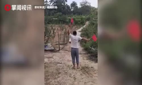 Kazları Uçak Gibi Yönlendiren Çiftçi 