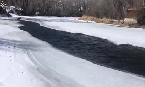 Donmuş Nehirde Mahsur Kalan Geyiğin Kurtarılması