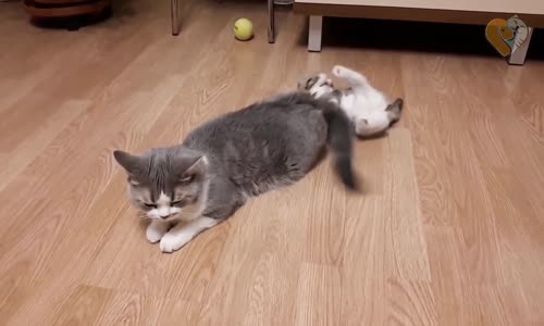 Komik ve Sevimli Bebek Hayvanlar