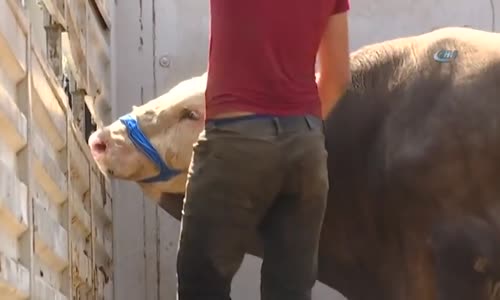 2018'in Kaçan İlk Kurbanlığı