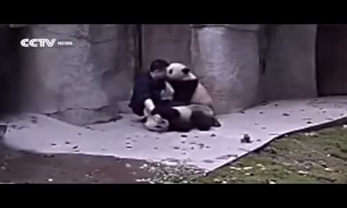 İlaç Almak İstemeyen Pandaların Bakıcılarına Çektirdikleri