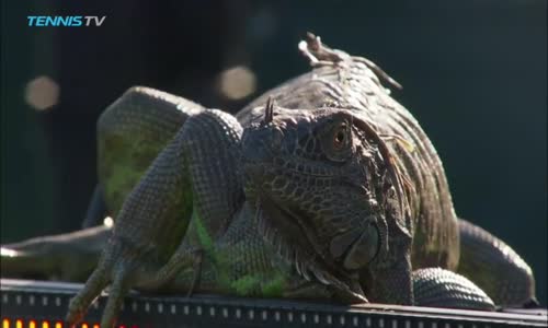 Tenis Maçını İzlemek İçin Korta Giren İguana