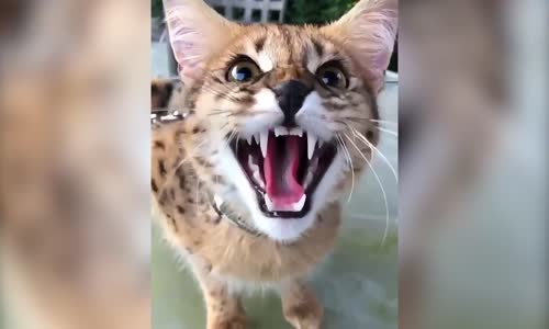 Kendini Leopar Sanan Bengal Kedisi