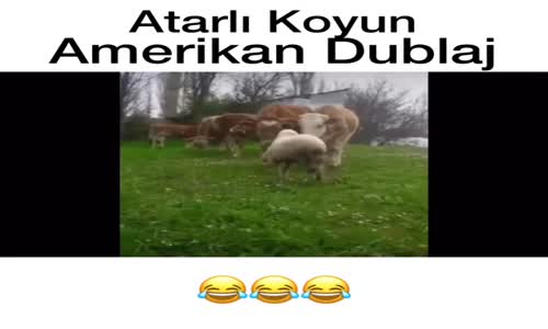 Atarlı Koyun - Veysel Zaloğlu ( Amerikan Dublaj )