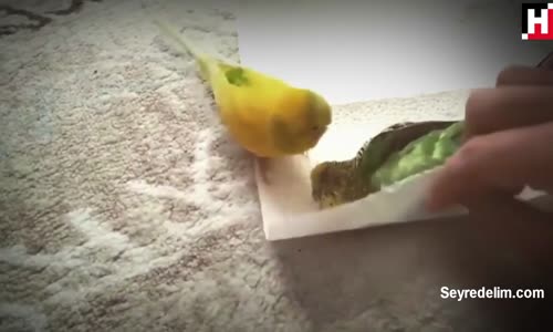 Kuşun Aşkı İzleyenleri Duygulandırdı