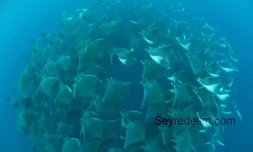 Güzel Video(Nice Video)