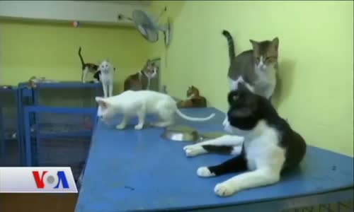 Evcil Kediler 10 Bin Yıldır İnsanlarla Yaşıyor