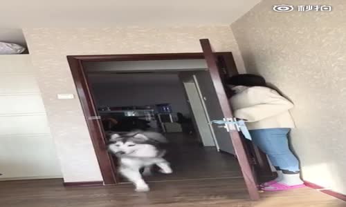 Sahibiyle Saklambaç Oynayan Köpecik