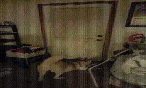 Sahibinin Yolunu Gözleyen Tatlı Köpek