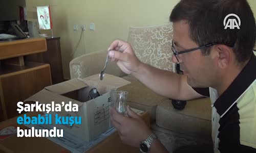Şarkışla’da Ebabil Kuşu Bulundu 