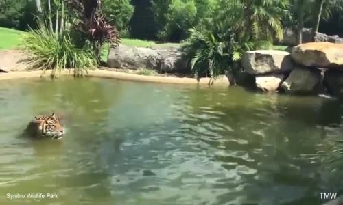Havuzda Yüzen Kaplanı Trolleyen Ördek