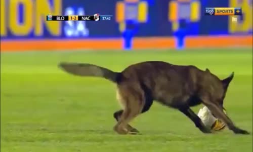 Sahaya Giren Polis Köpeği Topu Alıp Böyle Kaçtı