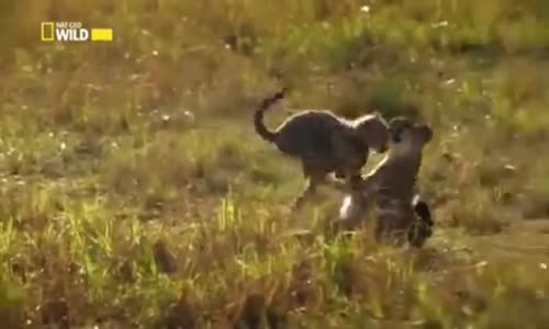 Belgesel Çita Ölümcül İç Güdü