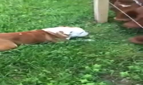 İneklerle İlk Kez Tanışan Köpek