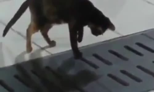 Sokak Kedisinden İnanılmaz Refleks