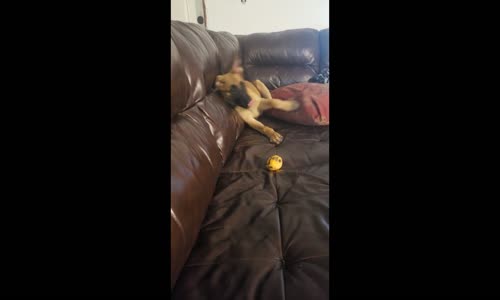 Zararsız Mangoya Zarar Veremeyen Şaşkın Köpek Yavrusu