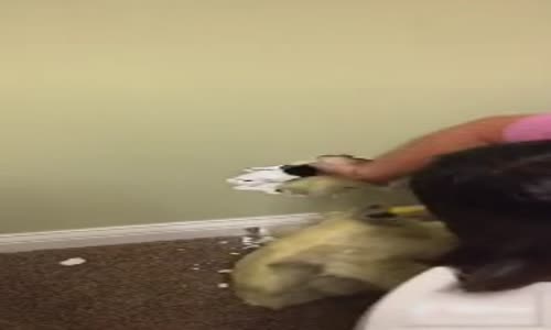 Duvarın İçinden Çıkan Kedi 