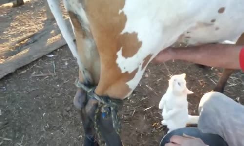 İnekten Süt Emen Kedi