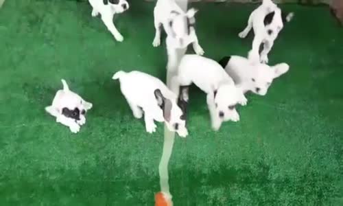 Safkan french bulldog yavrular 0553.0827380