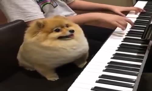 muhteşem köpek piyano çalıyor ooo