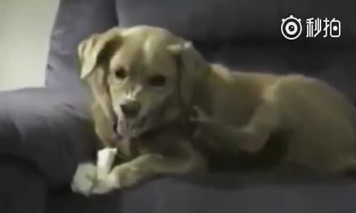 Kemiğini , Bacağından Koruyan Köpeğin Hırlaması