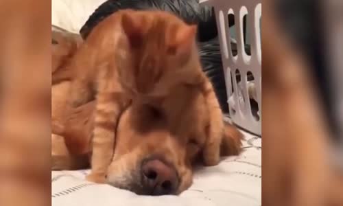 Komik Kedi ve Köpekler