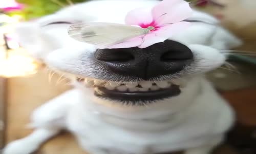 Burnuna Kelebek Konan Köpeğin Sevimli Anı