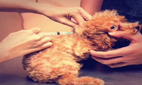 The Dangers of Vaccine Overdosing Pets