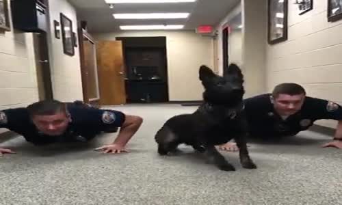 Newyork Polisi ve Köpeği Şınavı Birlikte Çekerse