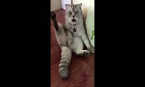 Kısırlaştırıldığını Fark Eden Kedinin Yaşadığı Şok