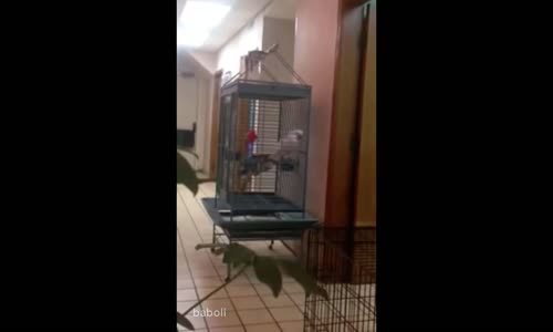 Yatak Odasına Neden Papağan Konulmaz