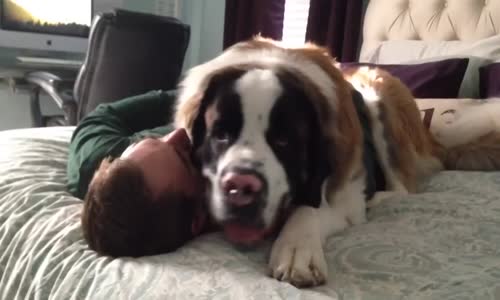 Sahibini Bırakmayan Köpek