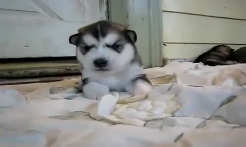 Yavrularını Hamakta Sallayan Köpek