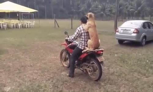 Köpek Gezme Numarası Üstün Yetenek