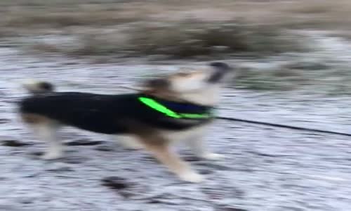 Karla Savaşan Avcı Köpeği