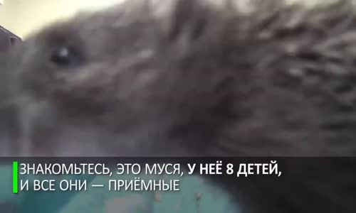 Yavru Kirpilere Annelik Yapan Kedi