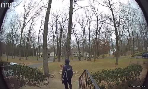 Kargocunun Ekmeği ile Oynayan Köpek 