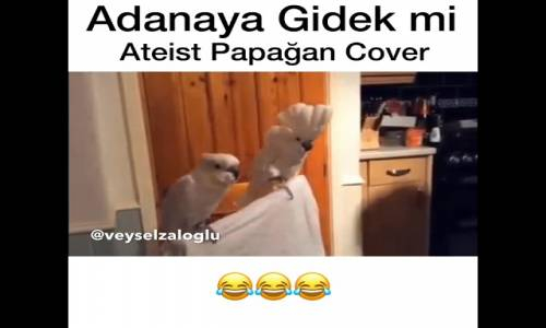 Adanaya Gidek mi - Ateist Papağan Cover