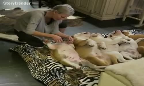 Pedikür Yaptıran Kokoş Köpekler