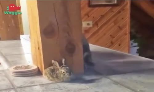 Vurdum Duymaz Tavşan