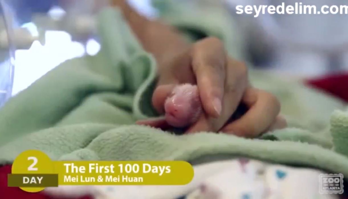 Pandaların ilk 100 günü