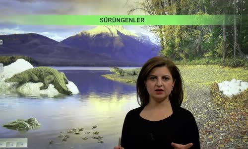 EBA BİYOLOJİ LİSE - CANLILARIN SINIFLANDIRILMASI VE CANLI ALEMLERİ - HAYVANLAR ALEMİ - OMURGALILAR - SÜRÜNGENLER