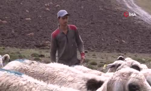 Umut çoban, Alzheimer'a umut oldu 