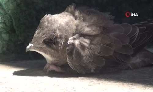 Taksim'de vatandaşlar yaralanan Ebabil Kuşu için seferber oldu 