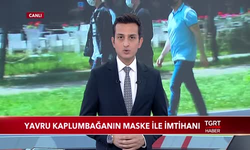 Yavru Kaplumbağanın Maske ile İmtihanı 