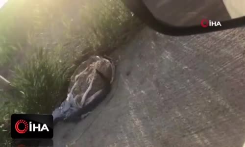 Yılanların dansı böyle görüntülendi