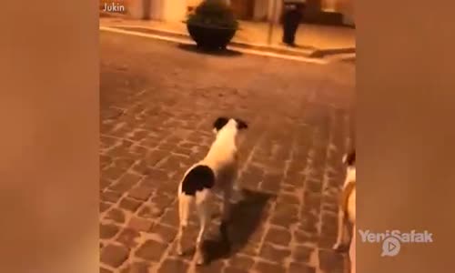 Motosiklete kafayı takan köpekler