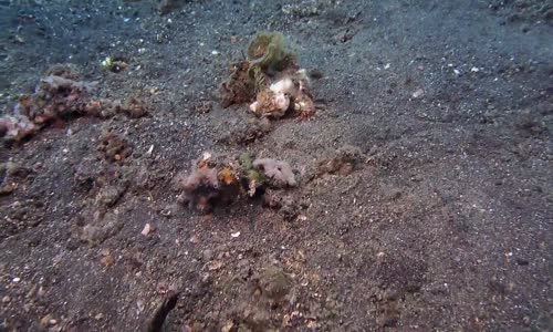 Akrep Balığının Avını İnanılmaz Hızda Yakalaması