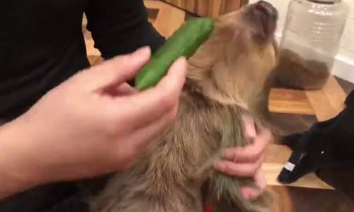 Tembellikten Hıyarı Zor Yiyen Tembel Hayvan