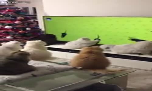 Televizyon Keyfi Yapan Kediler